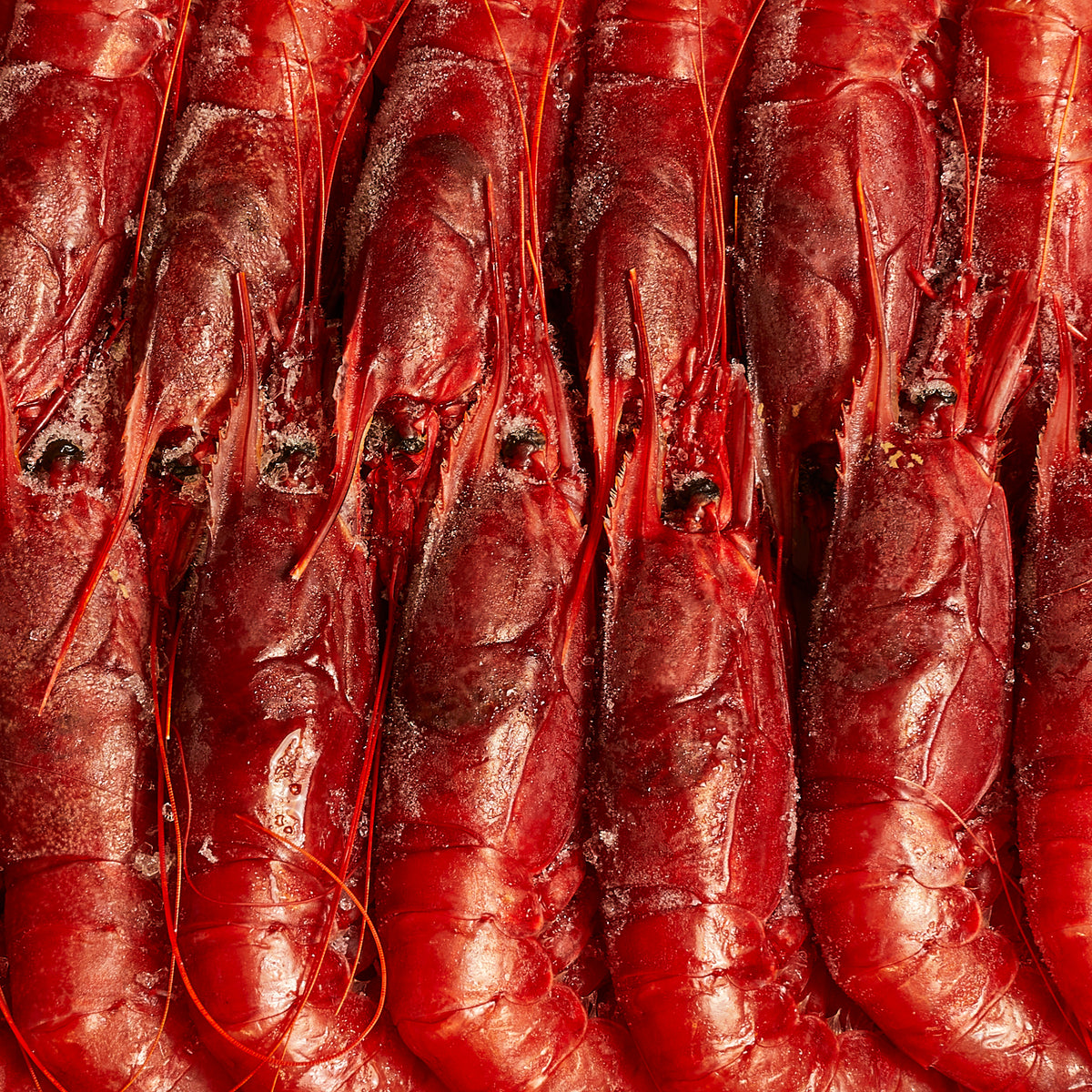 Mazara del vallo Red Prawns