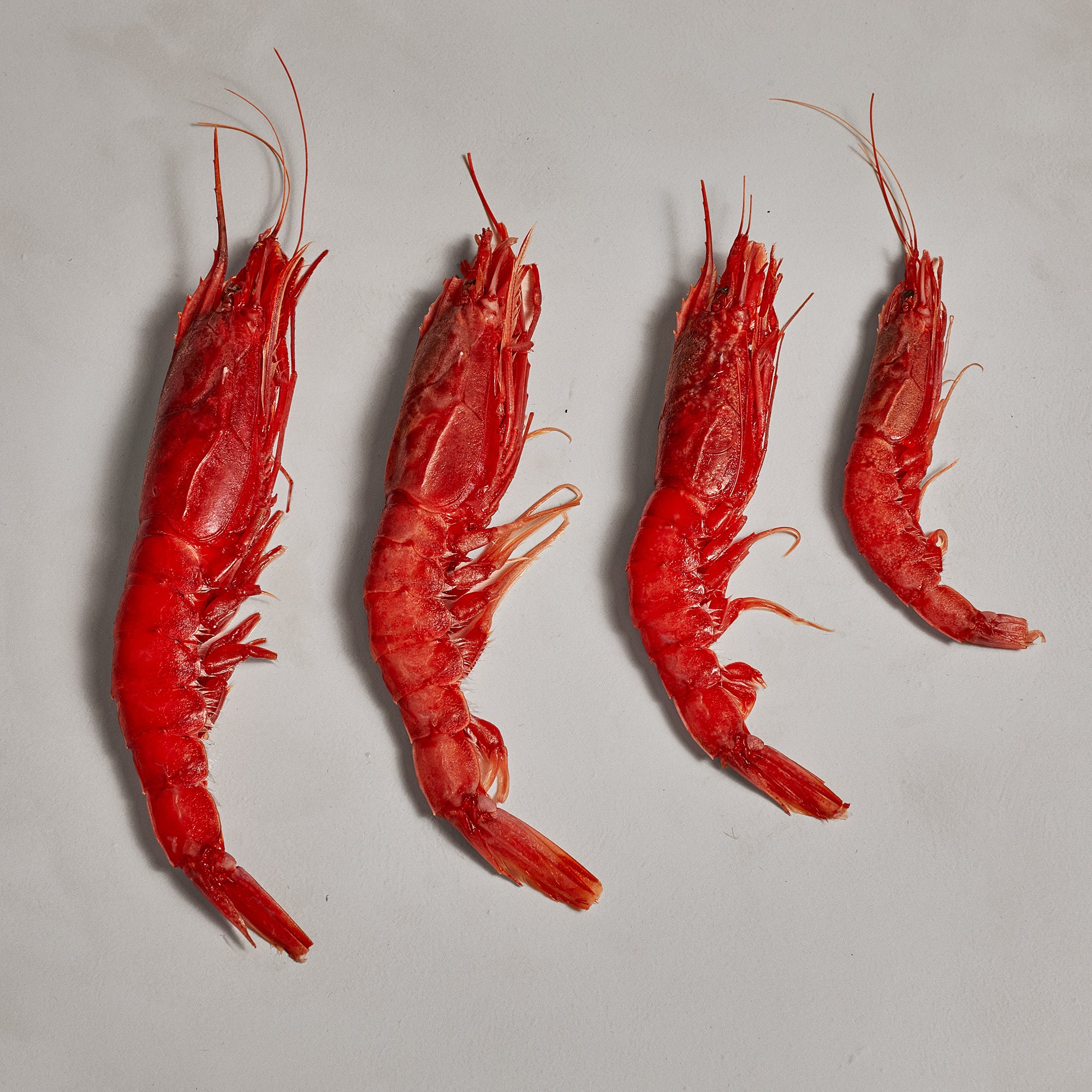 Mazara del vallo Red Prawns
