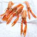 Mediterranean Langoustines